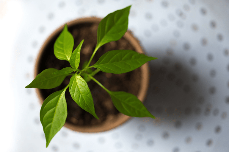 Leaf-in plant-pot